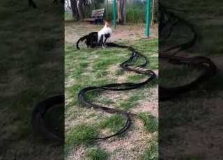 Jongoo Ya Maajabu Huko Kenya