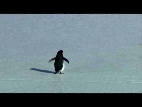 Penguin Depressed