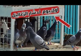 اول يوم لدشار الزغاليل الزاجل مجانين