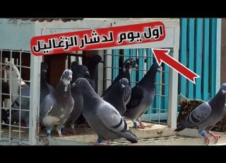 اول يوم لدشار الزغاليل الزاجل مجانين