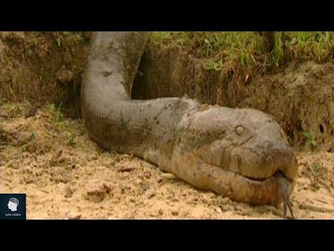 أكبر 7 ثعابين تم اكتشافهم حتى الآن