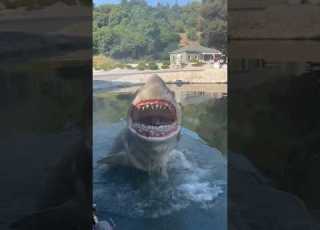  Jaws ATTACKS Universal Studios Hollywood Shorts Travel Shark Universalstudios