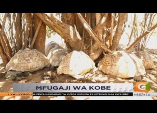 Mfugaji Kobe