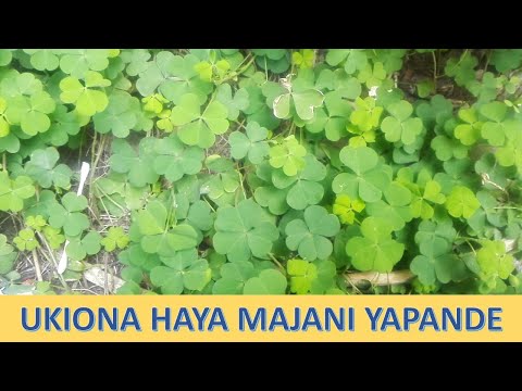 MAAJABU YA MAJANI HAYA YA WANDASWALA CHUMVI YA KACHECHE