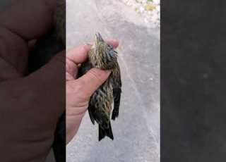 ماطار طير وأرتفع إلا كما طار وقع