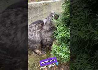 В гостях добре а вдома прибери наступай приготуй Funny Cat Short Phil