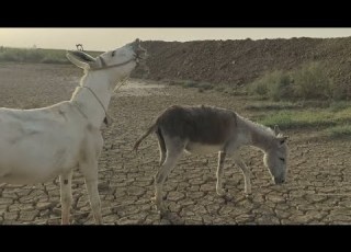 Donkey Meeting In Village Video Viralvideo Animals Donkey