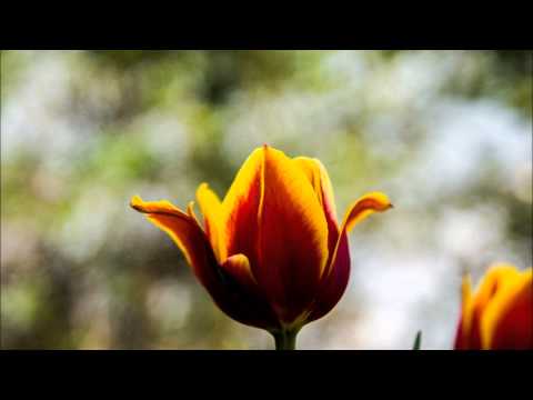 سورة القصص بصوت الشيخ محمد المحيسني 1428هـ