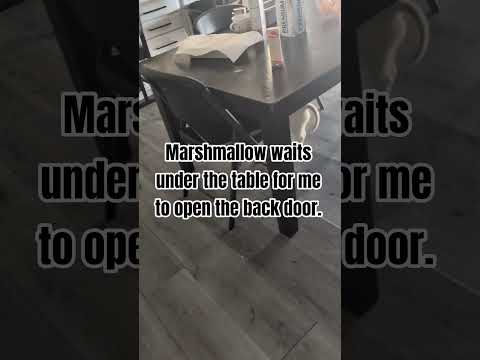 He S Only 11 Weeks Old Puppy