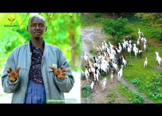 USIPUUZE HILI KABLA YA KUANZA KUFUGA SIRI YA WAFUGAJI WENYE MAFANIKIO MAZINGIRA NA MALISHO SAHIHI
