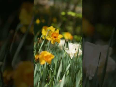 Https Youtu Be XAzNJqVlia4 Si KJiQgQnVH8wQakXa