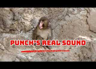 Punch Lastest Update Punch S Real Voice 4k Footage