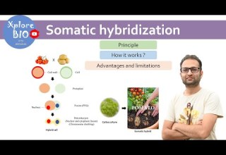 التهجين الجسدي زراعة الأنسجة النباتية المبدأ وكيفية عمله دمج البروتوبلاست