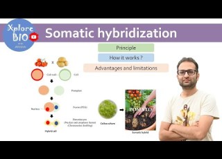 التهجين الجسدي زراعة الأنسجة النباتية المبدأ وكيفية عمله دمج البروتوبلاست