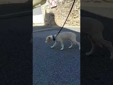 Premiers Pas Avec Laisse