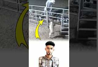 الكلب لا ينبح عبث ا فقد رأى شبح مرعب فتصد ى له بشجاعة ونباحه القوي يحمي من الخطر اكسبلور Shorts