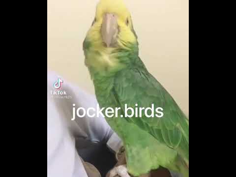 ببغاء امازون دبل يلو هيد يقول أفضل الصلاة والسلام عليك ياحبيب الله محمد