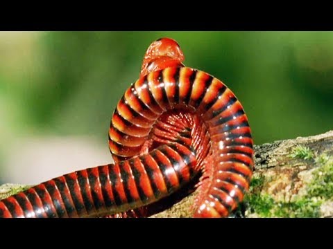 Sexe Les Mille Pattes On Fire ZAPPING SAUVAGE