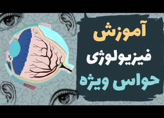آموزش جامع فیزیولوژی حواس ویژه مطابق با رفرنس گایتون