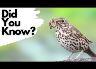 Things You Need To Know About SONG THRUSHES