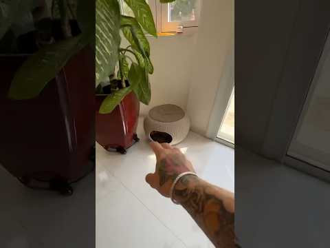 Doing Kuchi Kuchi To My Chihuahuas