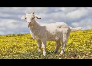 أصوات الحيوانات صوت الماعز Sound Of Goat