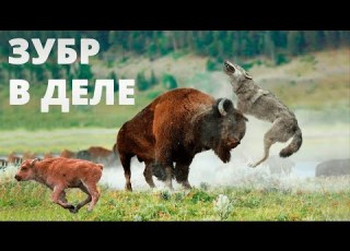  ZUBR VS Bull Rhino Bear Pit Bull Wolf ZUBR IN ACTION