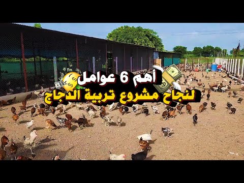 أسباب النجاح في مشروع تربية الدجاج البلدي و السلالات طبق هذه النصائح و ستنجح في مشروعك بإذن الله