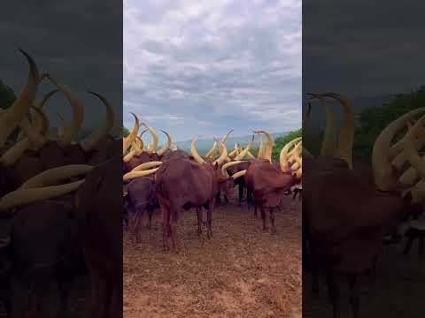Ankole Cows In Uganda Travelwithkisembo Subscribe