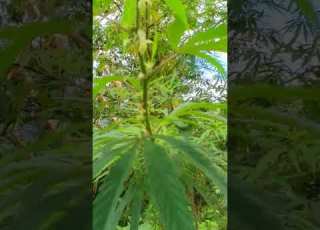 Ganja Tree Wild