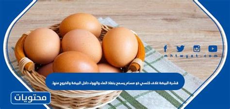 أجب عن السؤال: انظر إلى قشرة البيضة المسلوقة، هل هي طرية أم صلبة، ولماذا توجد قشرة بيضة؟ أجب عن السؤال: انظر إلى قشرة البيضة المسلوقة، هل هي طرية أم صلبة، ولماذا توجد قشرة بيضة؟