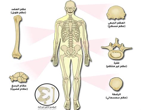 أجب عن السؤال: توقع ما إذا كانت بانيات العظم وبانيات العظم لن تعمل بشكل جيد في الجنين النامي أو في البشر. أجب عن السؤال: توقع ما إذا كانت بانيات العظم وبانيات العظم لن تعمل بشكل جيد في الجنين النامي أو في البشر.