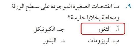 أجب عن السؤال حول الثقوب الصغيرة الموجودة على سطح الورق المحاطة بخلايا الحماية