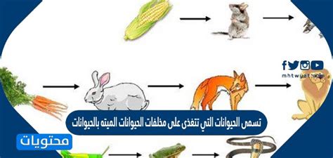 أجب عن سؤال تسمى الحيوانات التي تتغذى على فضلات الحيوانات النافقة حيوانات
