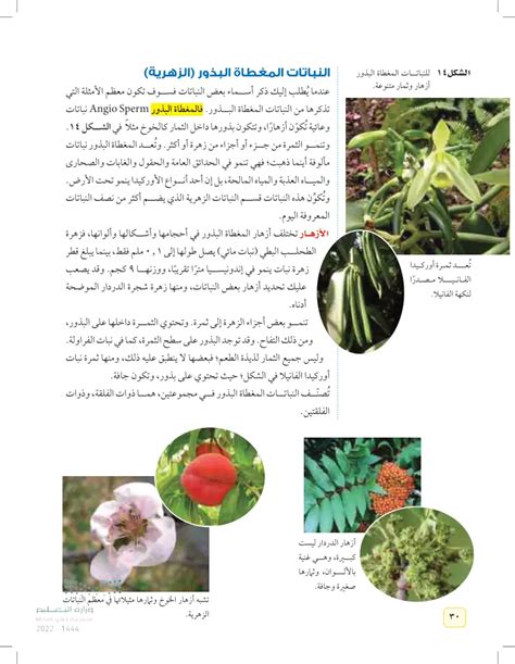 أجب عن سؤال علمت أن النباتات المزهرة تتكاثر من البذور. هل يمكن أن تتكاثر بعض النباتات بدون بذور وهل يمكنني استخدام جزء من النبات لإنتاج نبات جديد؟ أجب عن سؤال علمت أن النباتات المزهرة تتكاثر من البذور. هل يمكن أن تتكاثر بعض النباتات بدون بذور وهل يمكنني استخدام جزء من النبات لإنتاج نبات جديد؟