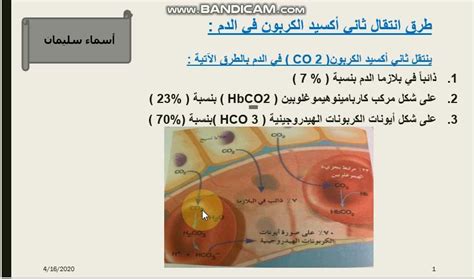أجب عن سؤال، يزداد معدل التنفس عندما يرتفع مستوى ثاني أكسيد الكربون في الدم