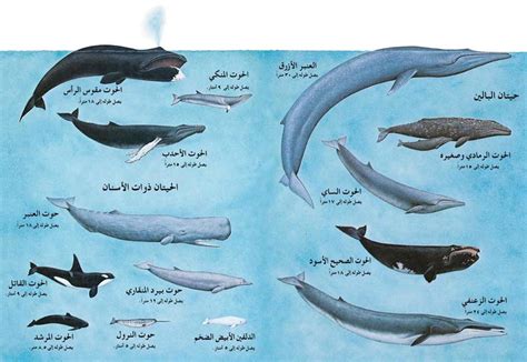 أساسيات حوت البالين ينظم مقالاً عن الثقافة السعودية في ملخص باللغة الإنجليزية