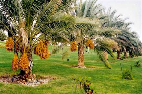 أسباب تطور الزراعة في الإمارات
