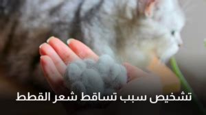 أسباب وراثية لظهور التجاويف في شعر القطط أسباب وراثية لظهور التجاويف في شعر القطط
