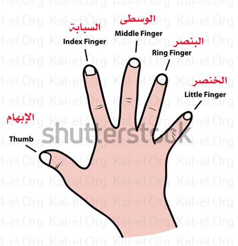 أسماء أصابع اليد باللغتين الإنجليزية والعربية للأطفال