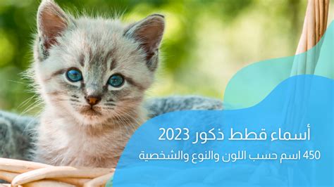 أسماء القطط الذكور بالحرف C.