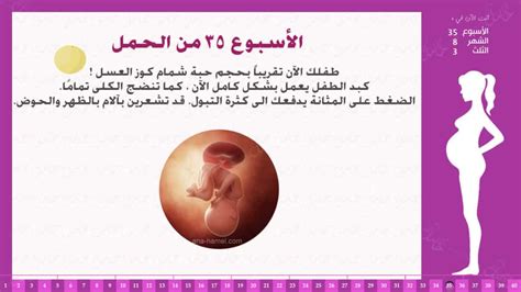 أعراض الحمل في الشهر الرابع من الأسبوع الرابع عشر