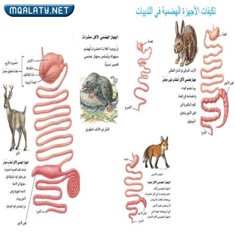 أعضاء جسم الحيوان المطوية جاهزة للطباعة