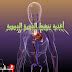 أغذية الدورة الدموية