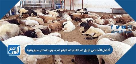 أفضل الذبائح الإبل ثم الضأن ثم البقر ثم سبع جثث ثم سبع بقرات