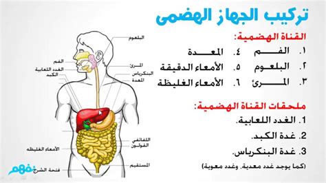 أقسام الغدد من حيث إمكانية الإحساس بها