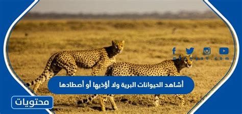 ألاحظ الحيوانات البرية ولا أؤذيها أو أصطادها
