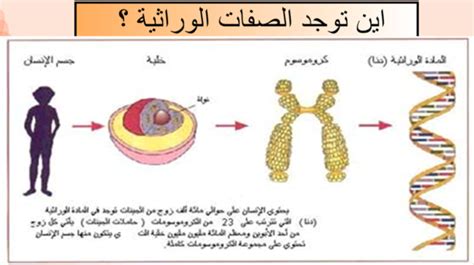 أنواع الوراثة