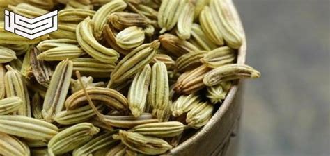 أهم التحذيرات عند تناول الشمر لخسارة الوزن