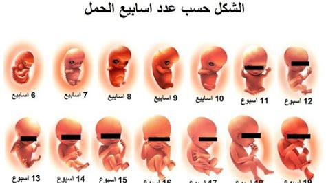 أهم التحذيرات للحامل في الأسبوع التاسع والعشرين